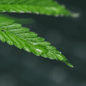 canabis-ancestral-usos