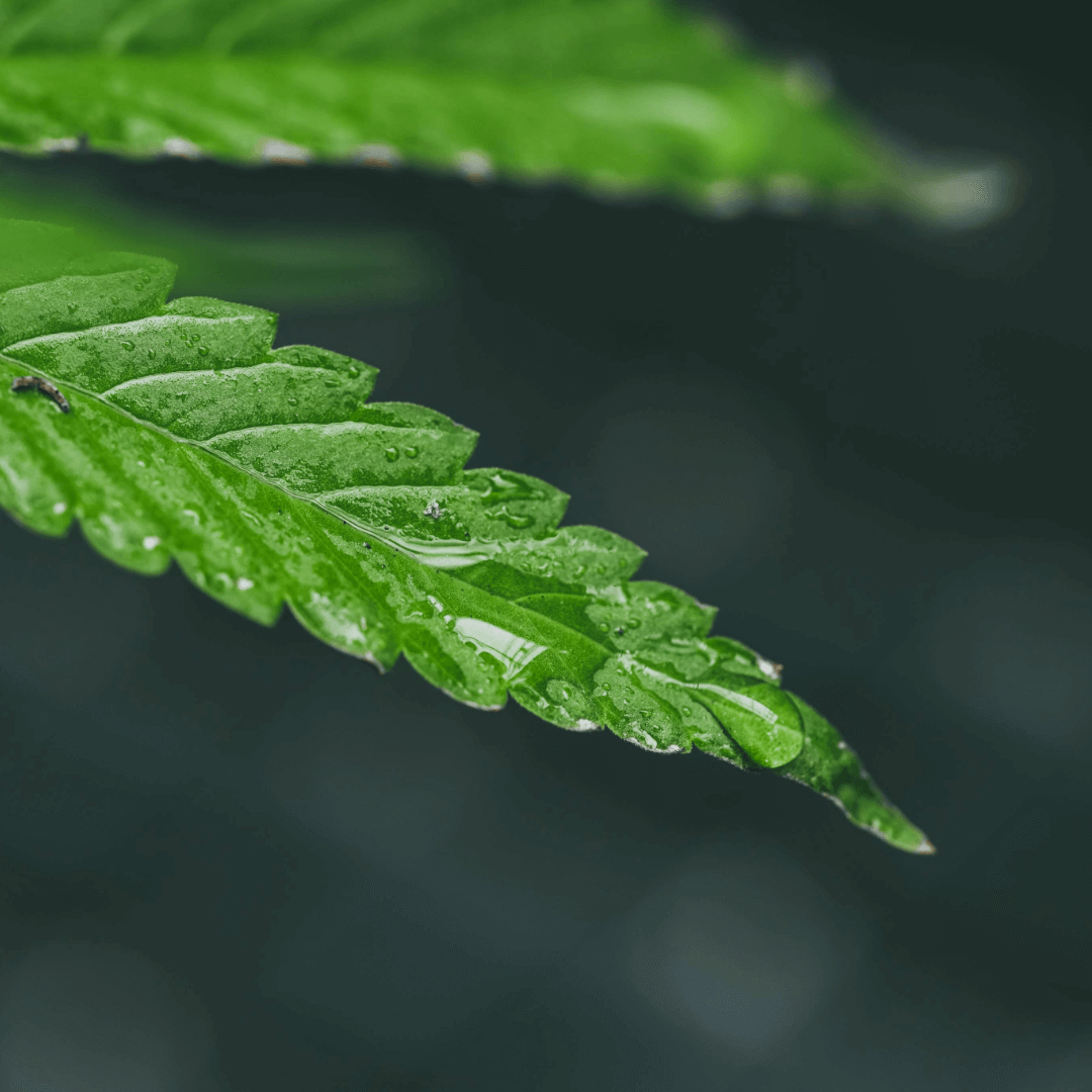 Cannabis Ancestral: Bhang, Creme de Malana e Outros Usos Tradicionais pelo Mundo