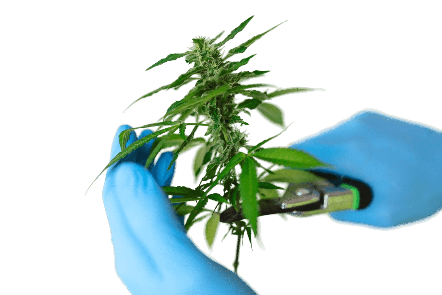 o-que-e-thcp-diferenca-thc